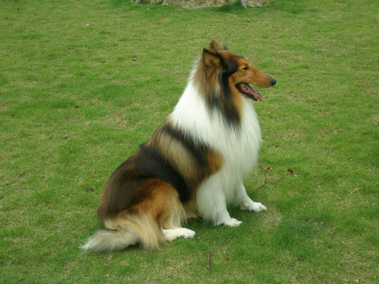  p>牧羊犬是人们赋予专职放牧类犬的一个总称,不是一个单独品种,"家族