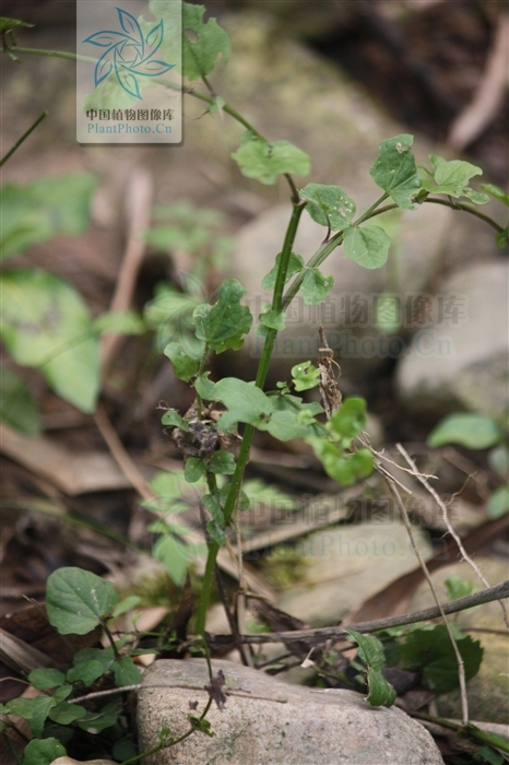  p>缺刻叶诸葛菜,十字花科, a target="_blank" href="/item/诸葛菜属