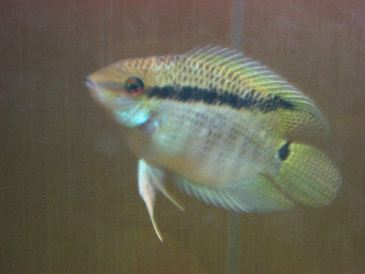  p>画眉鱼 a>是鲈形目 /a> a>慈鲷科 /a>的一种鱼类.