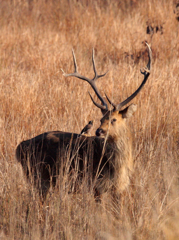  p>泽鹿(学名: i>rucervus duvaucelii /i>)