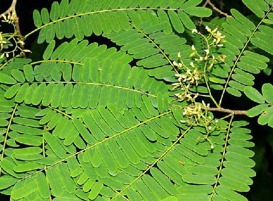  p>象鼻藤(学名: i>dalbergia mimosoides /i> franch.