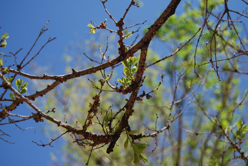  p>皱大球蚧属于 a target="_blank" href="/item/同翅目蜡蚧科