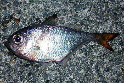  p>黄鳍单鳍鱼 /p> p>拉丁学名:pempheris xanthoptera /p> p>日文名