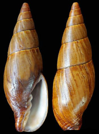  p>巴迪亚焦碳笔螺是一种新腹足目,笔螺科类生物.螺壳尺寸14 - 70 mm.