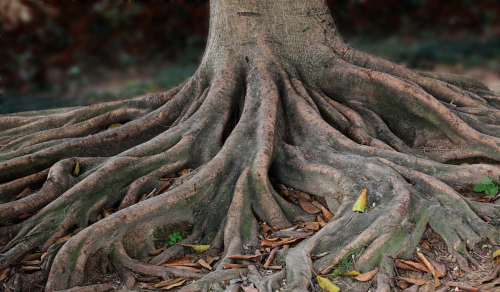  p>根深蒂固,汉语成语,读音为gēn shēn dì gù,比喻基础稳固,不