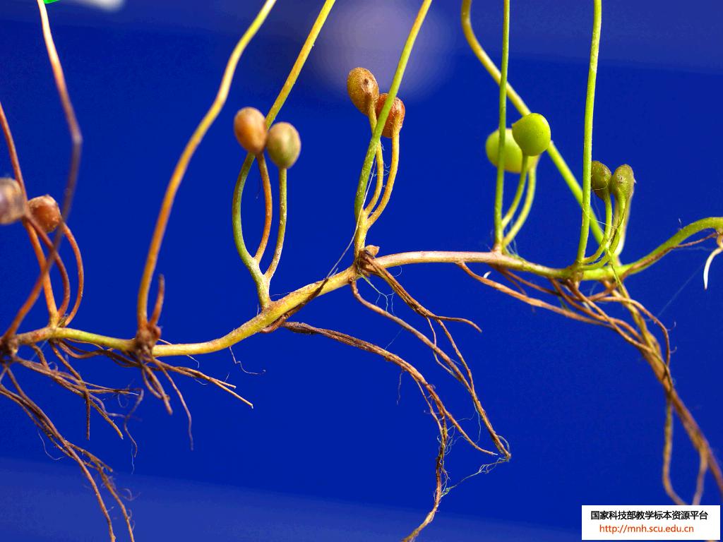  p>孢子果(sporocarp) 某些水生或湿生 a href="#" data-lemmaid="