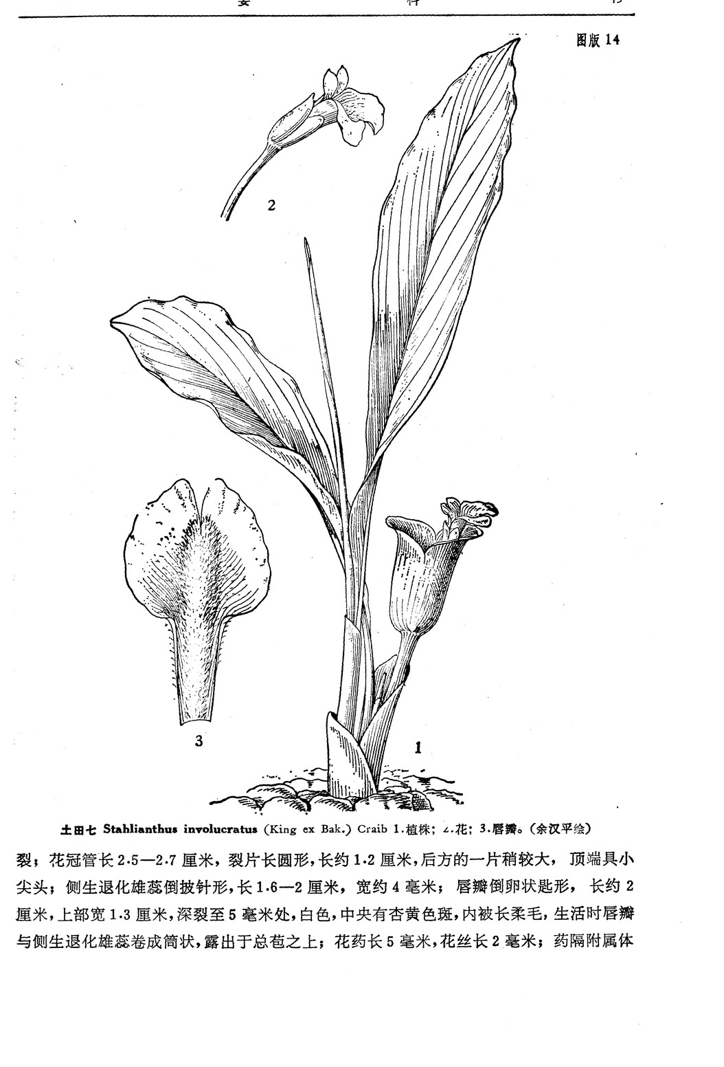  p>土田七属,6种,分布于印度,缅甸,老挝和越南.