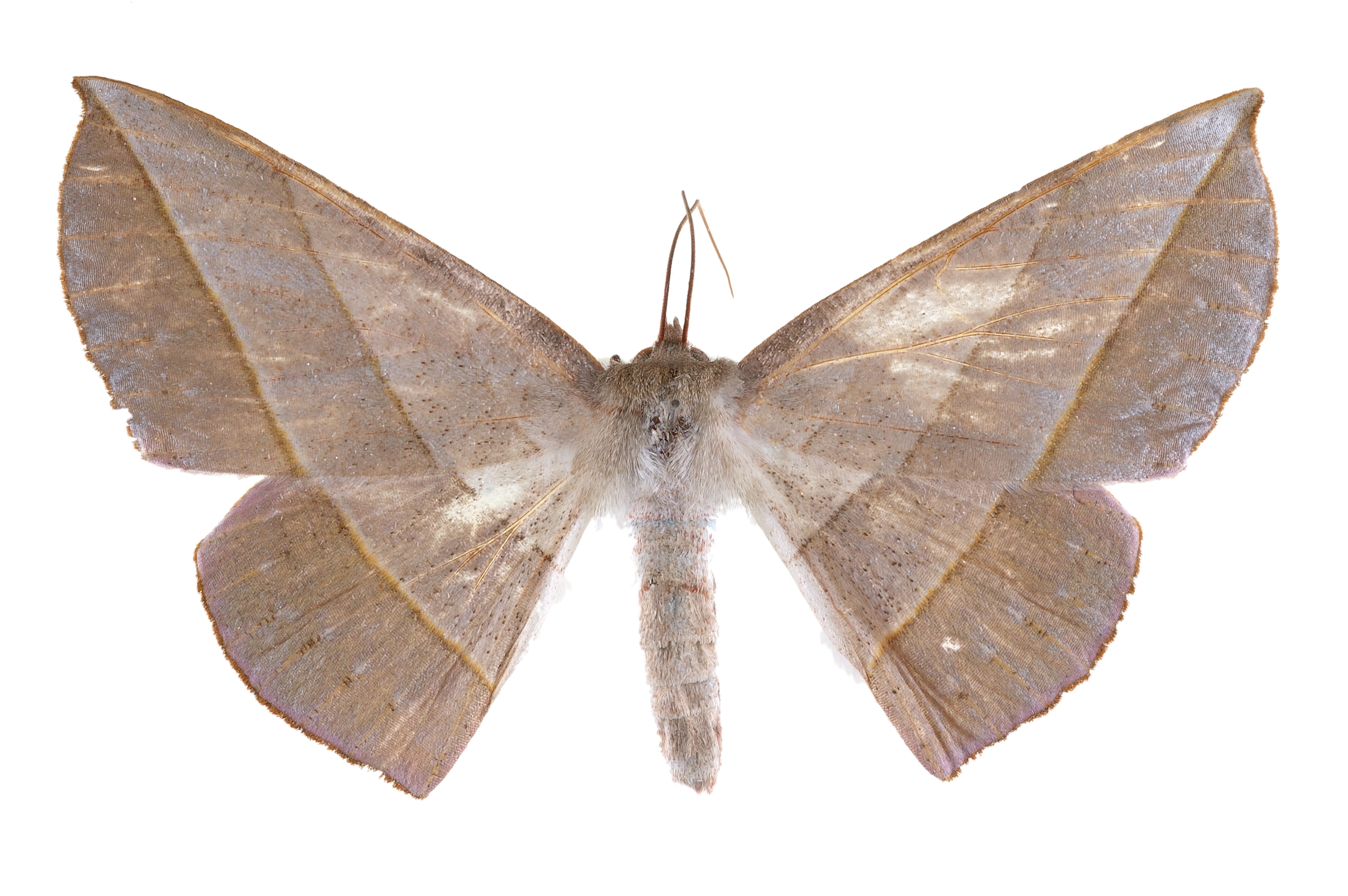  p>灯蛾科( i>arctiidae /i>)为鳞翅目大鳞翅亚目夜蛾总科的一个大科