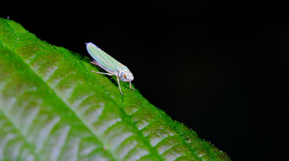 p>昆虫名,为同翅目,叶蝉科.分布在黄河以南,四川西昌以东.