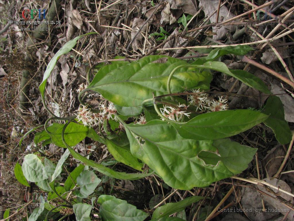 为黄杨科植物多毛板凳果 i>pachysandra axillaris/i>franch var.