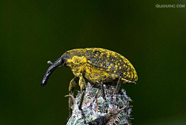 boll weevil