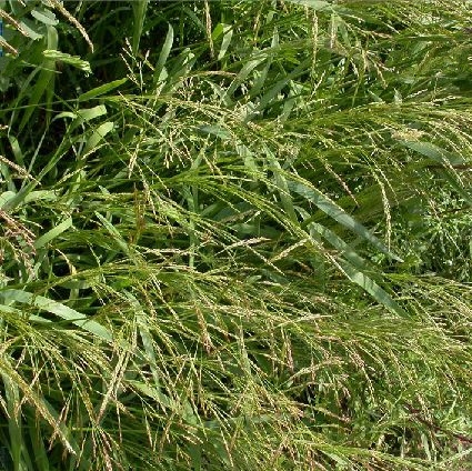  p>星星草(学名: i>puccinellia tenuiflora  /i>(griseb. ) scribn.