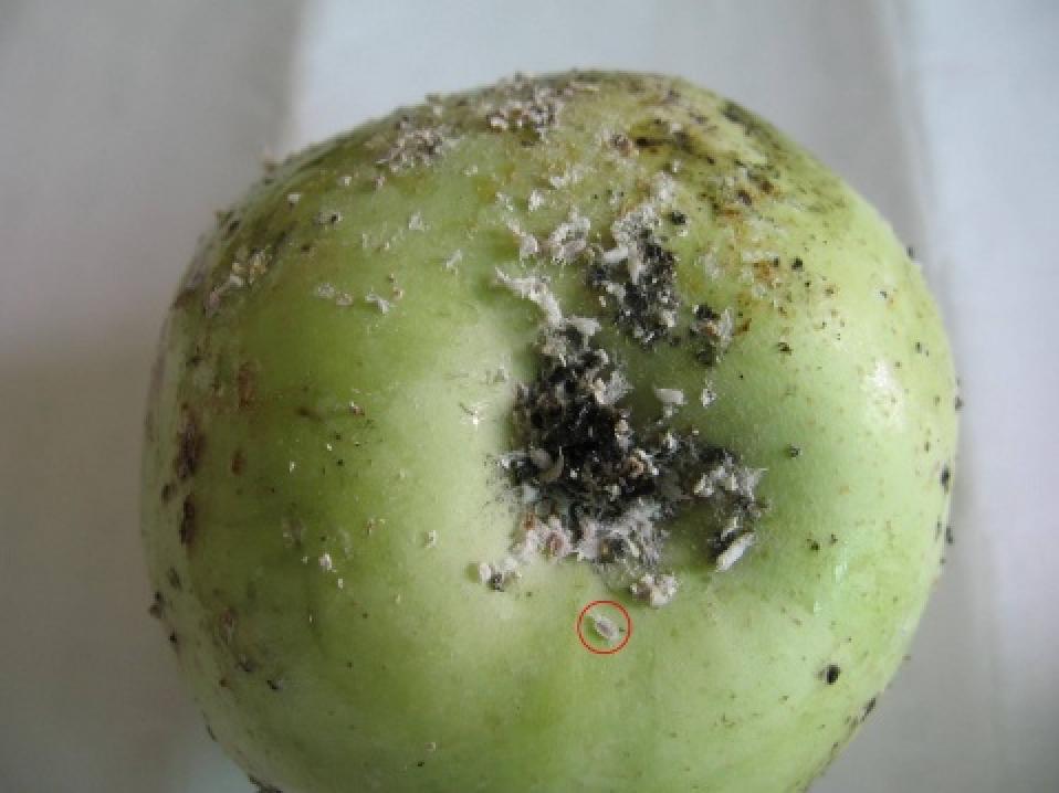  p>康氏粉蚧, i>pseudococcus comstocki /i> kuwana,为同翅目