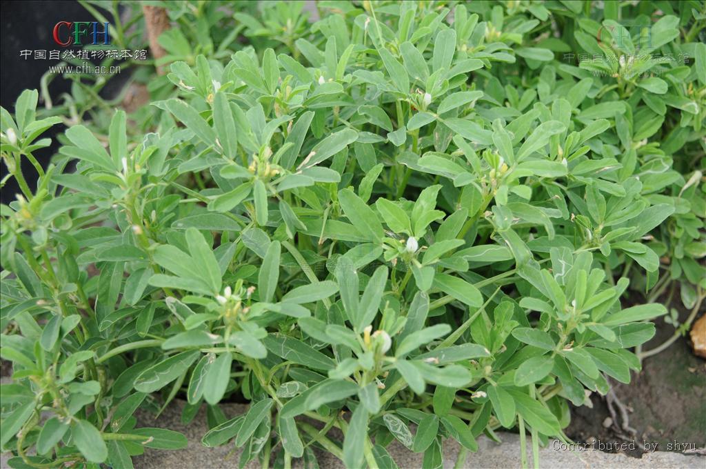  p>胡卢巴属(学名: i>trigonella /i>&nbsp;l)是豆科胡卢巴属植物