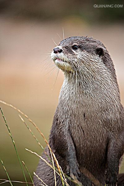  p>水獭(学名: i>lutra lutra /i>)为鼬科,水獭属动物.