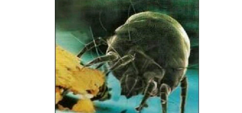 螨虫属于<a href="#" data