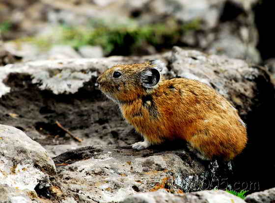  p>布氏田鼠(学名: i>lasiopodomys brandtii /i>),别称 a href="#"