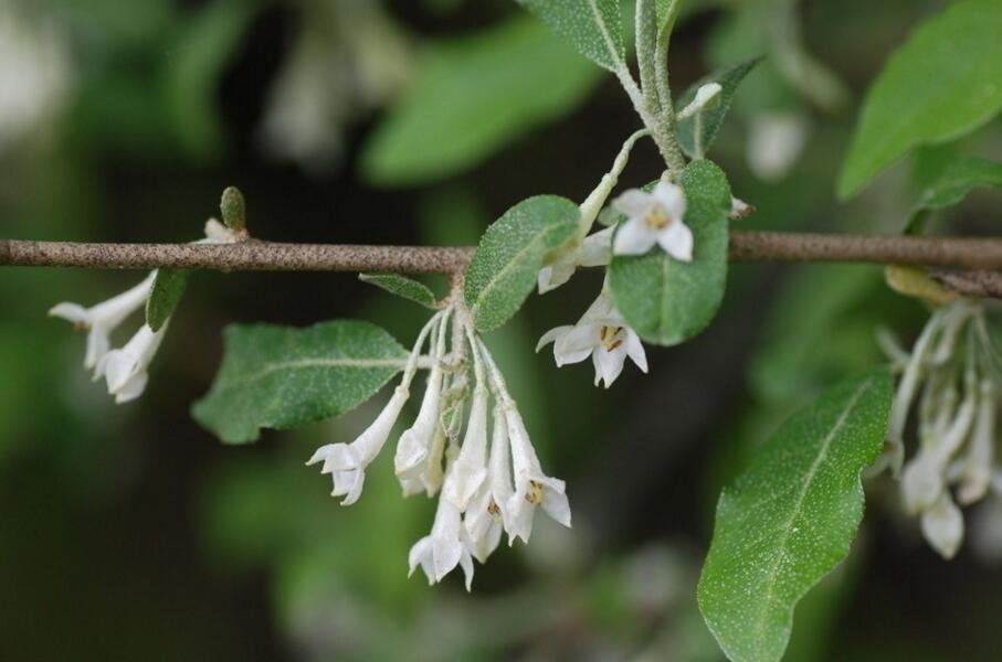  p>建始槭(学名: i>acer henryi /i>  pax)是槭树科,槭属落叶乔木.