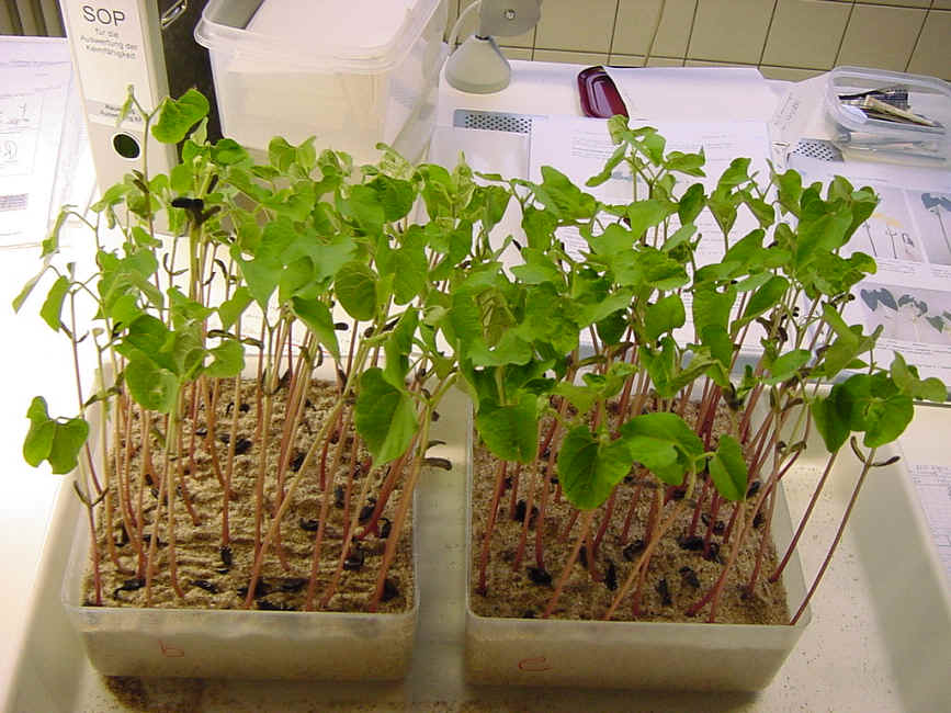  p>生理休眠(physiological dormancy)是植物休眠的一种类型.