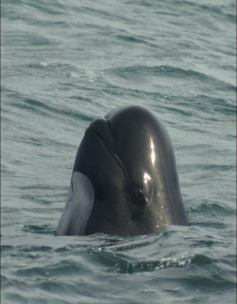 long-finned pilot whale