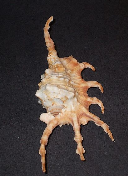 millepes scorpius scorpius