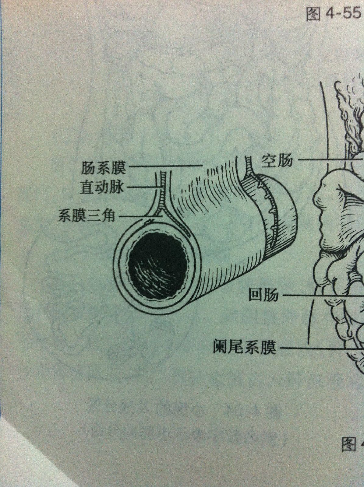  p>系膜三角(mesangialtriangle)是指角神经在小肠的系膜缘处进出肠壁