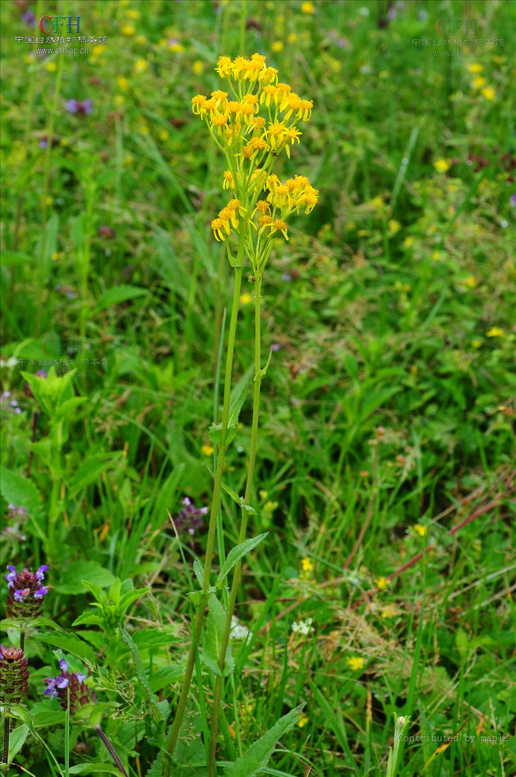  p> a href="#" data-lemmaid="1953254">匍枝千里光 /a>是软叶系植物