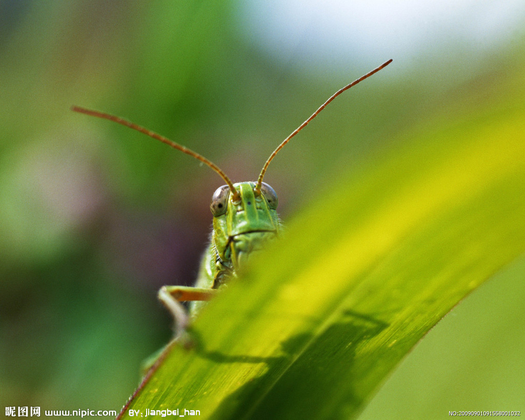 的动物,又称 a target="_blank" href="/item/真体腔动物/7647596"