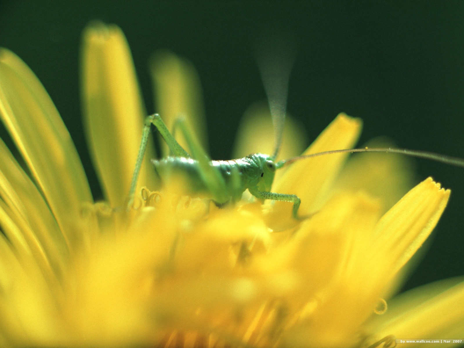 的动物,又称 a target="_blank" href="/item/真体腔动物/7647596"