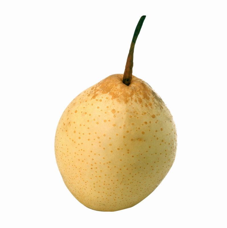  p>白梨(拉丁学名: i>pyrus bretschneideri  /i>rehd.