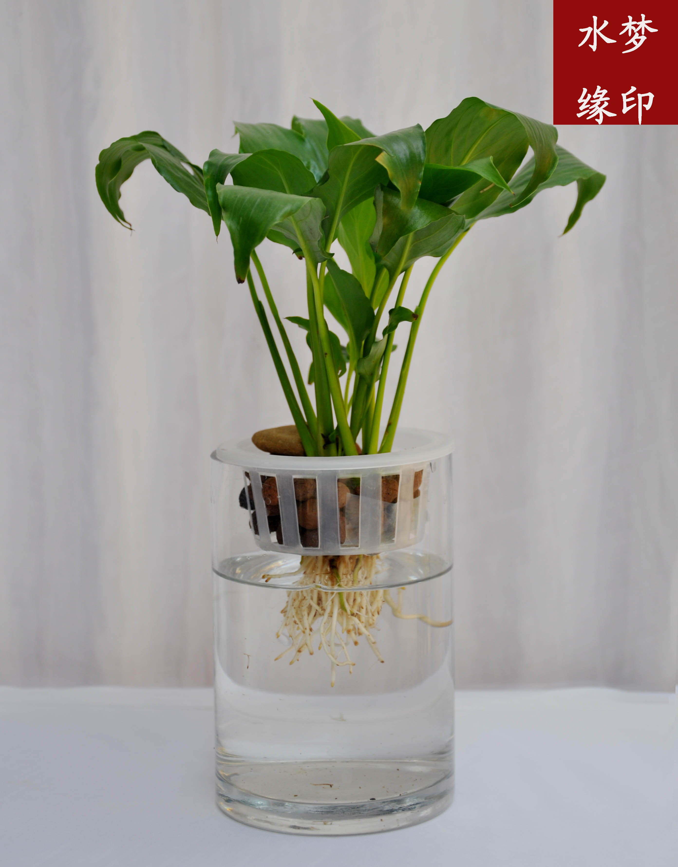 data-id="gnx3q8yv9c">水培花是指直接用水和营养液培植花卉,达到家庭