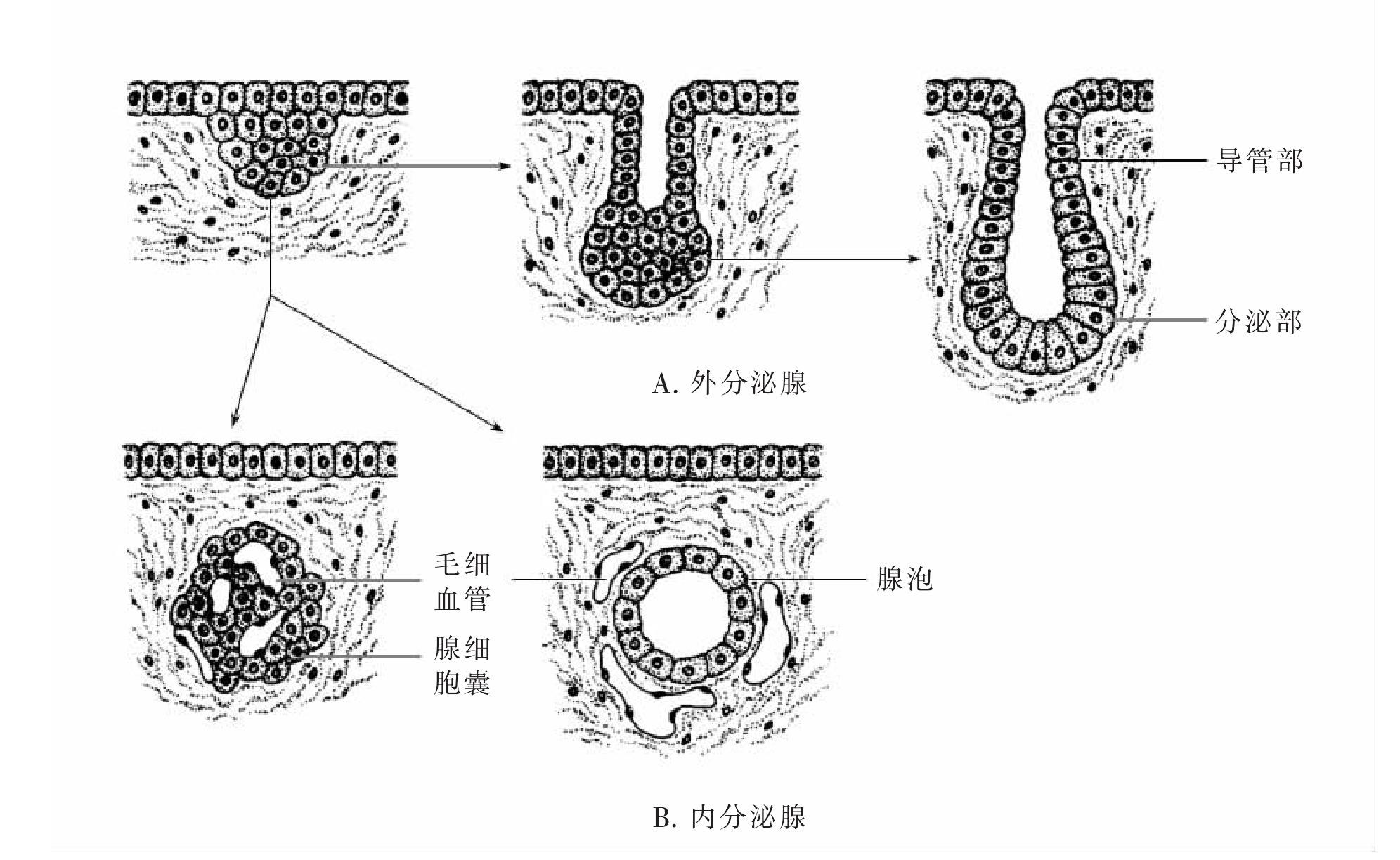 target="_blank" href="/item/内分泌腺/1141412" data-lemmaid="