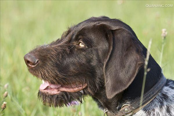  p>沙克犬,又称猎羚犬或拉伯狩猎犬或波斯灵提或者沙路奇猎犬.