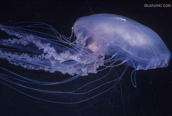 海月水母,aurelia aurita 