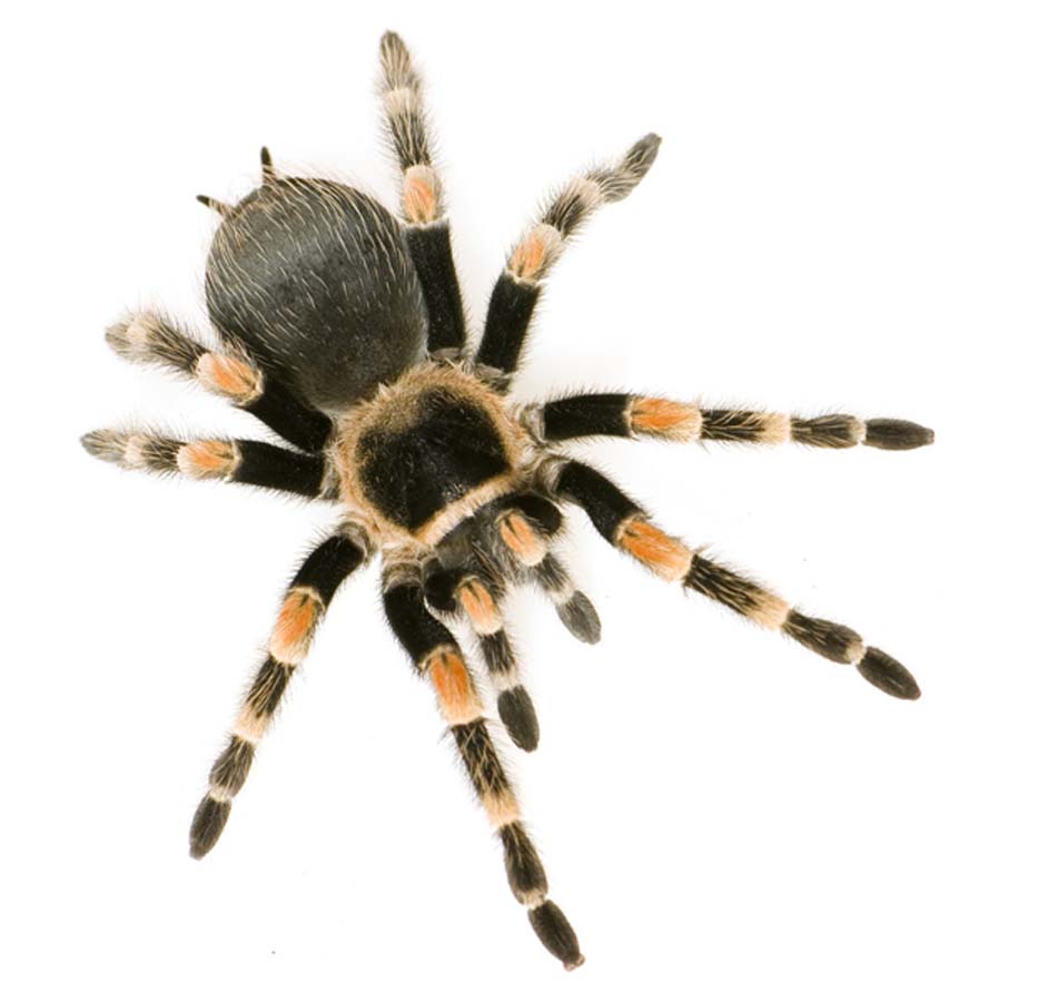  p>蜘蛛是陆地生态系统中最丰富的捕食性天敌,在维持农林生态系统稳定