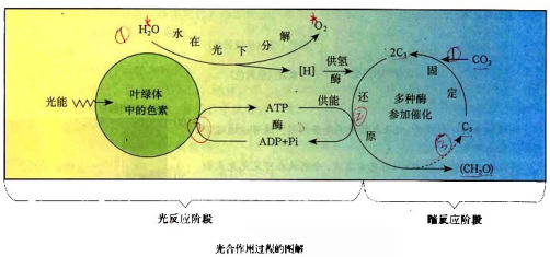 光合作用反应式_百度百科