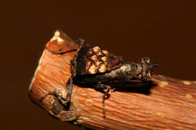  p>巨腿螳,也叫拳师螳螂,中等大小的螳螂,有着几乎和体型不成比例的