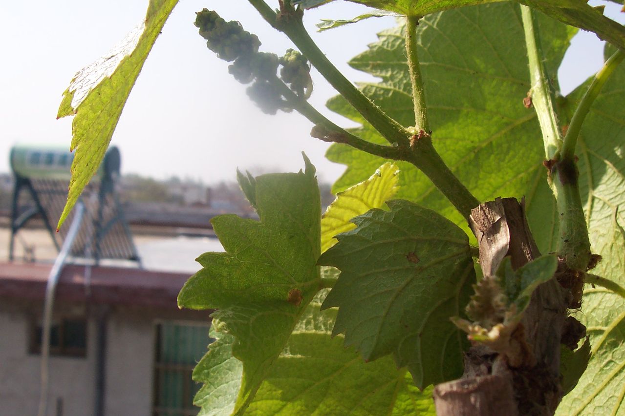  p>复穗花序是植物 a target="_blank" href="/item/花序/320042"