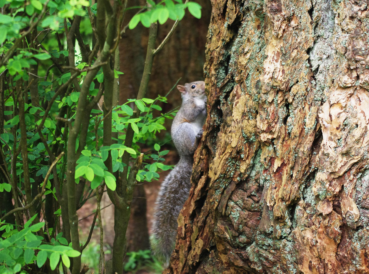  p>桑伯恩松鼠特征是体型小,臼齿(包括前臼齿)在颌的两侧各为5/4﹐上