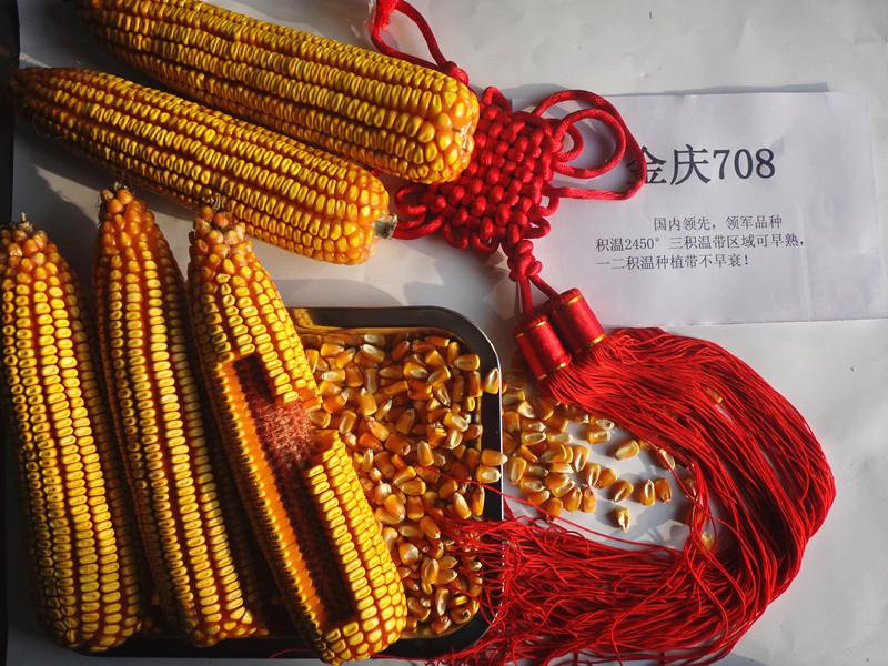 是吉林省金庆种业选育的 a target="_blank" href="/item/玉米/18401"