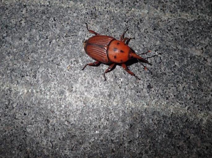 ksvqir">红棕象甲(学名: i>rhynchophorus ferrugineus /i>)是竹象科