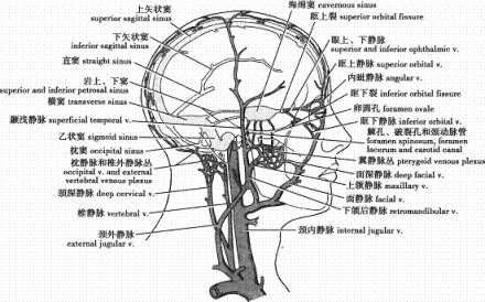 髁管_百度百科
