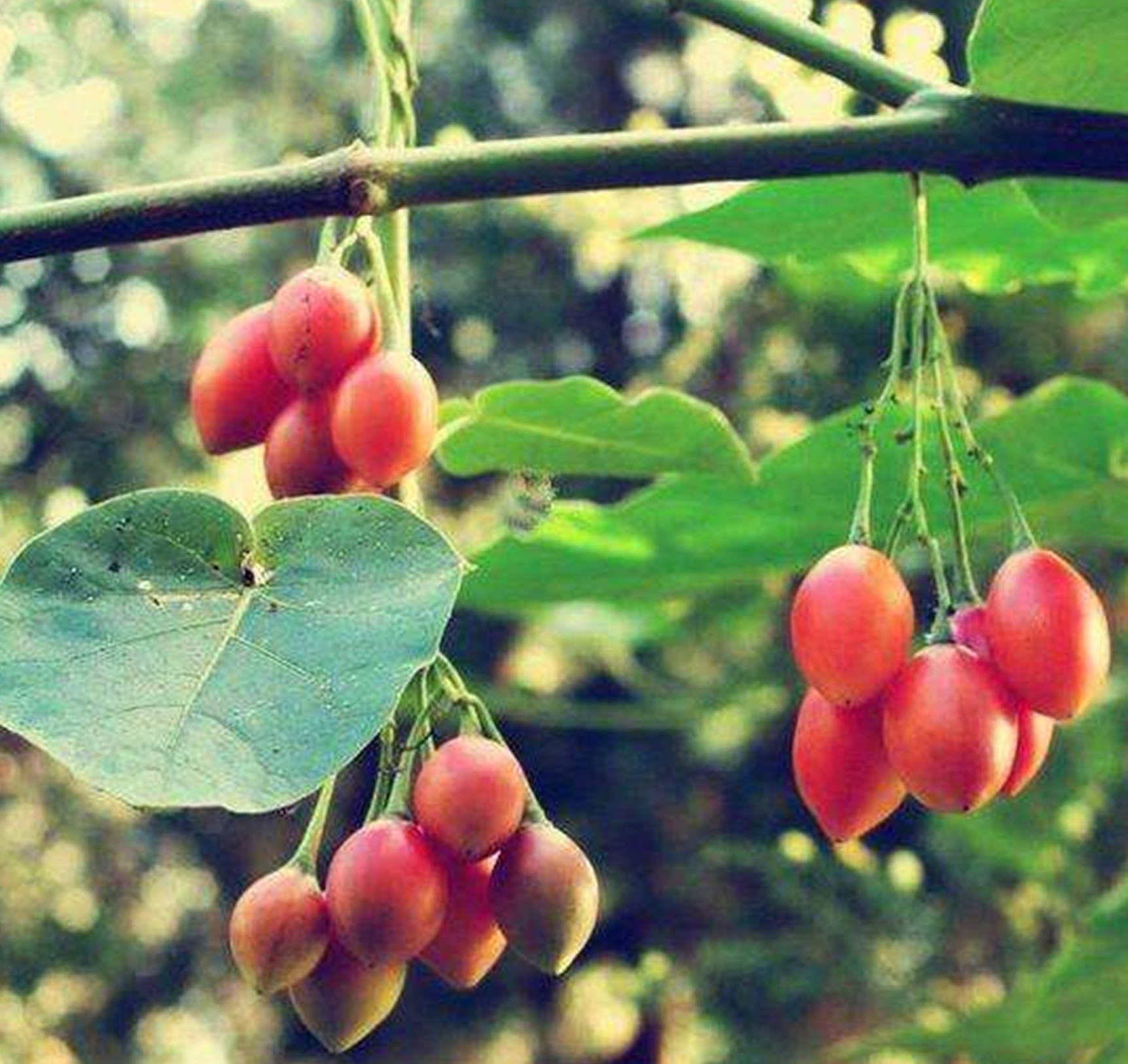 是茄科树番茄属植物.