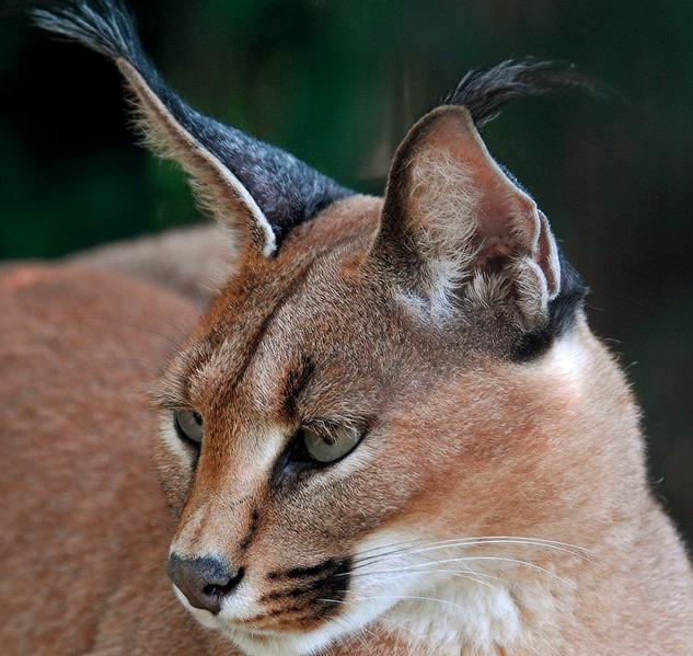  p>狞猫(拉丁学名: i>caracal caracal /i>),体型中等,毛发有许多种