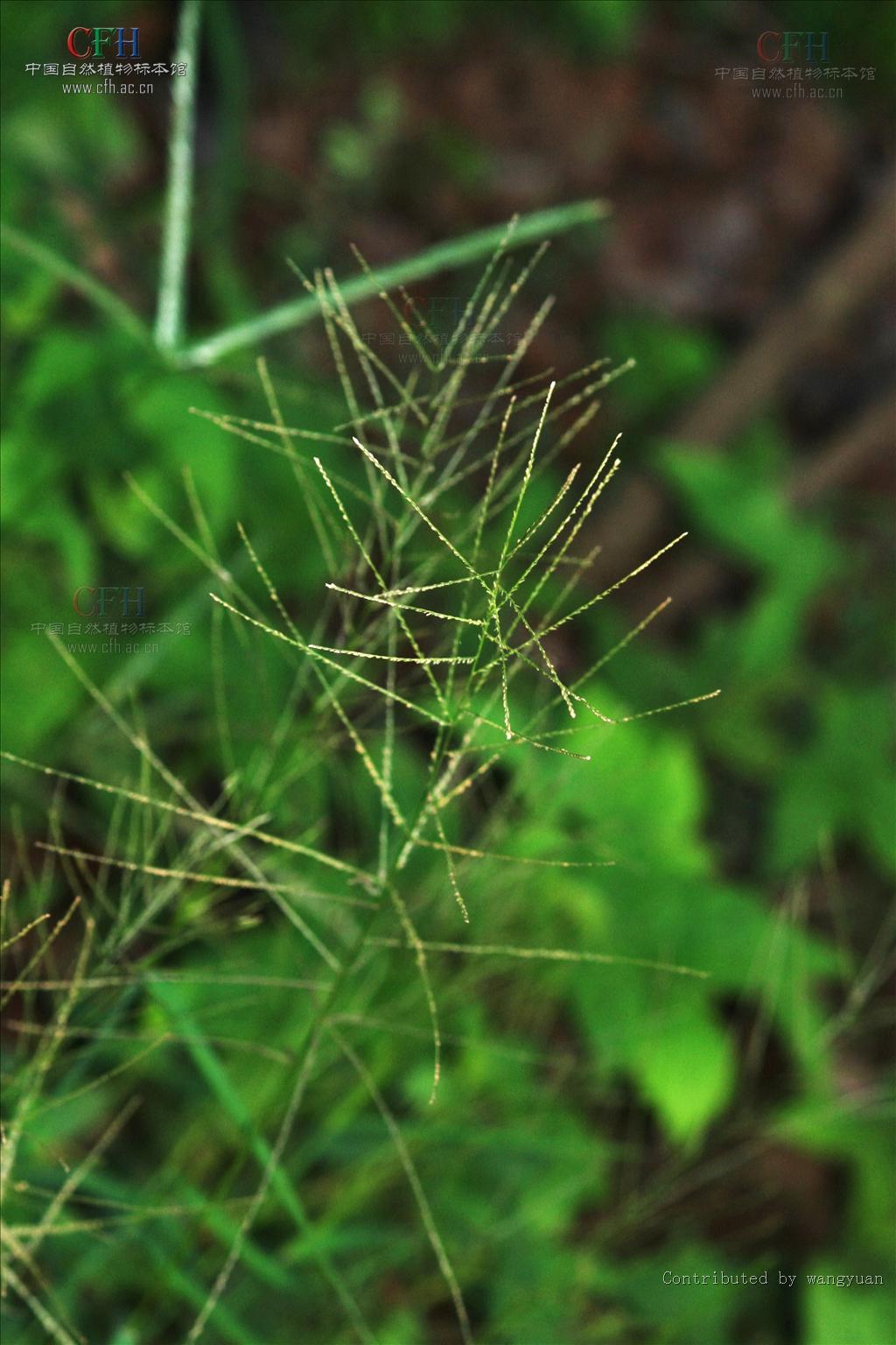  p>虮子草是禾本科的一类植物.一年生草木.秆较细弱,高30-60厘米.
