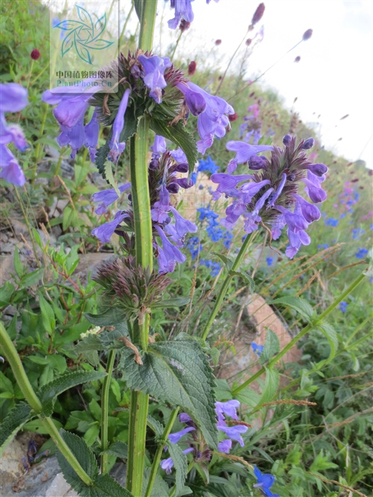 康藏荆芥