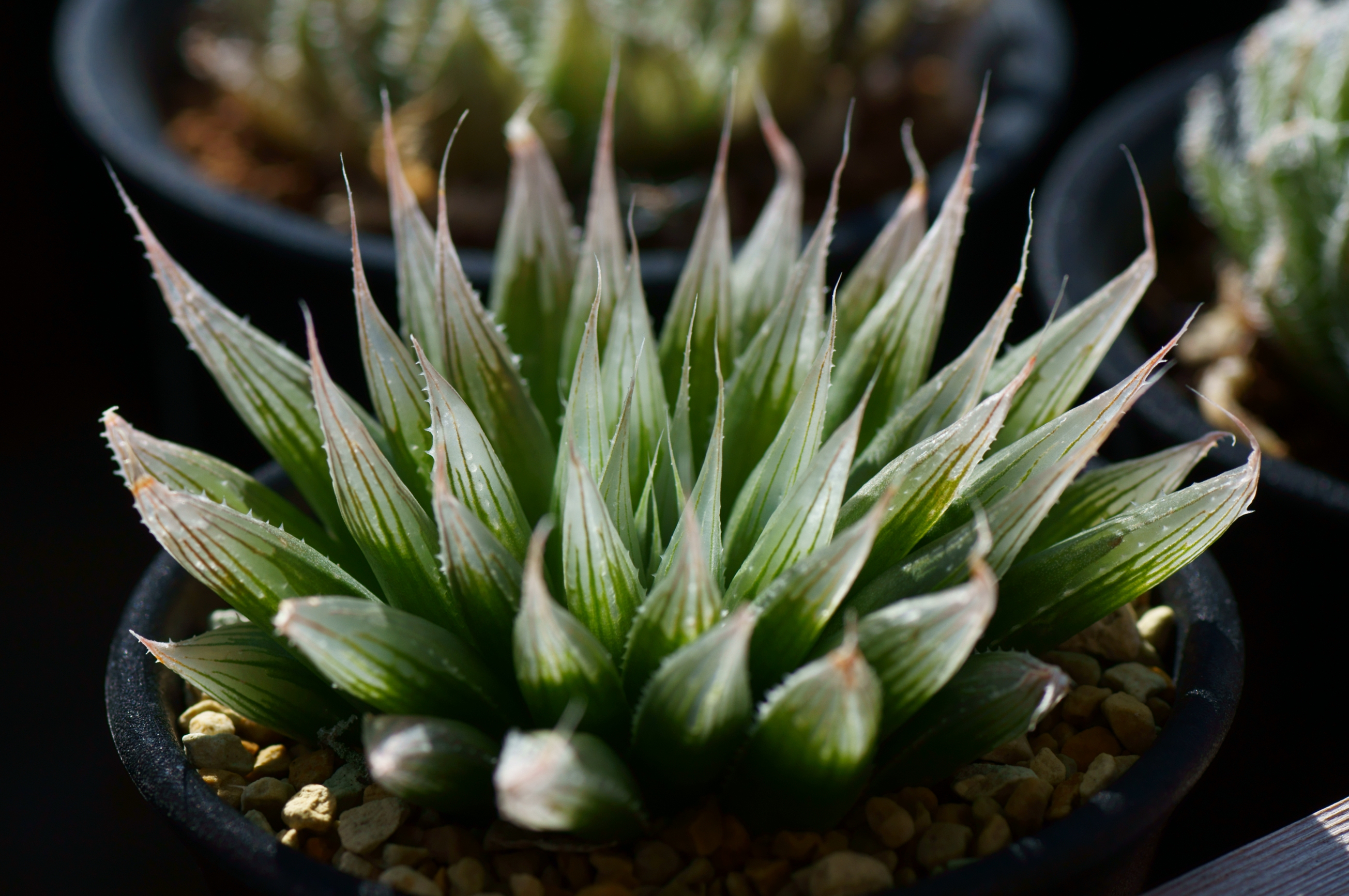  p>多肉植物(succulent plant)是指植物的根,茎,叶三种 a target="