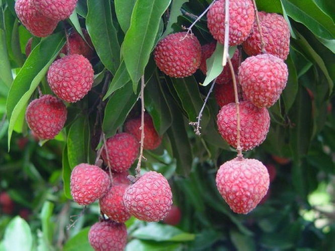草莓荔