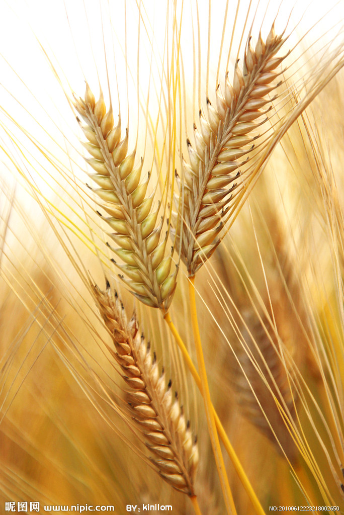 为禾本科植物 a href="#" data-lemmaid="687074">大麦 /a> i>horde