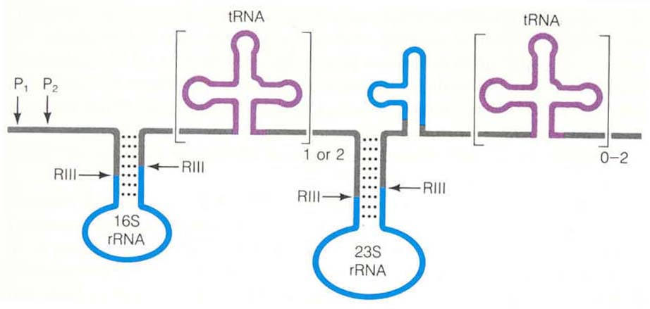 23s rrna